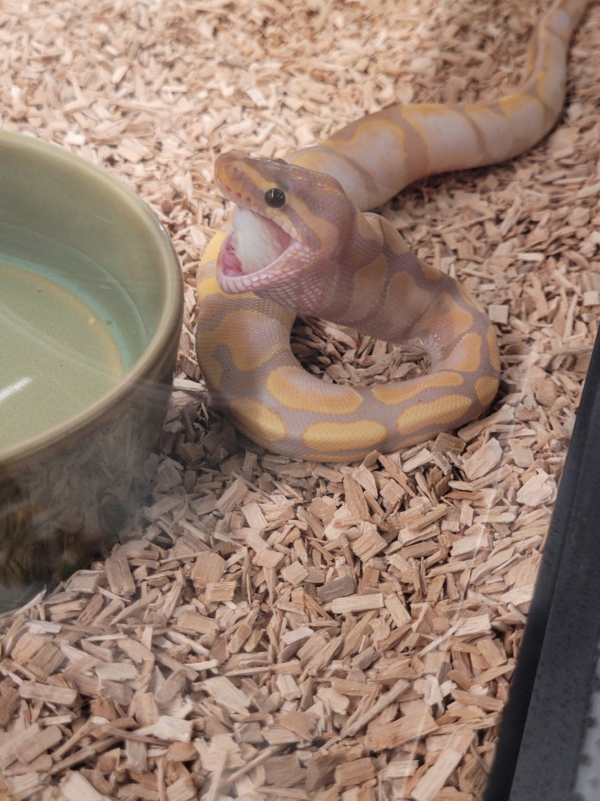 ballpython, Python Regius Coral Glow Sugar 0.1 met terrarium Ball Python photo 4
