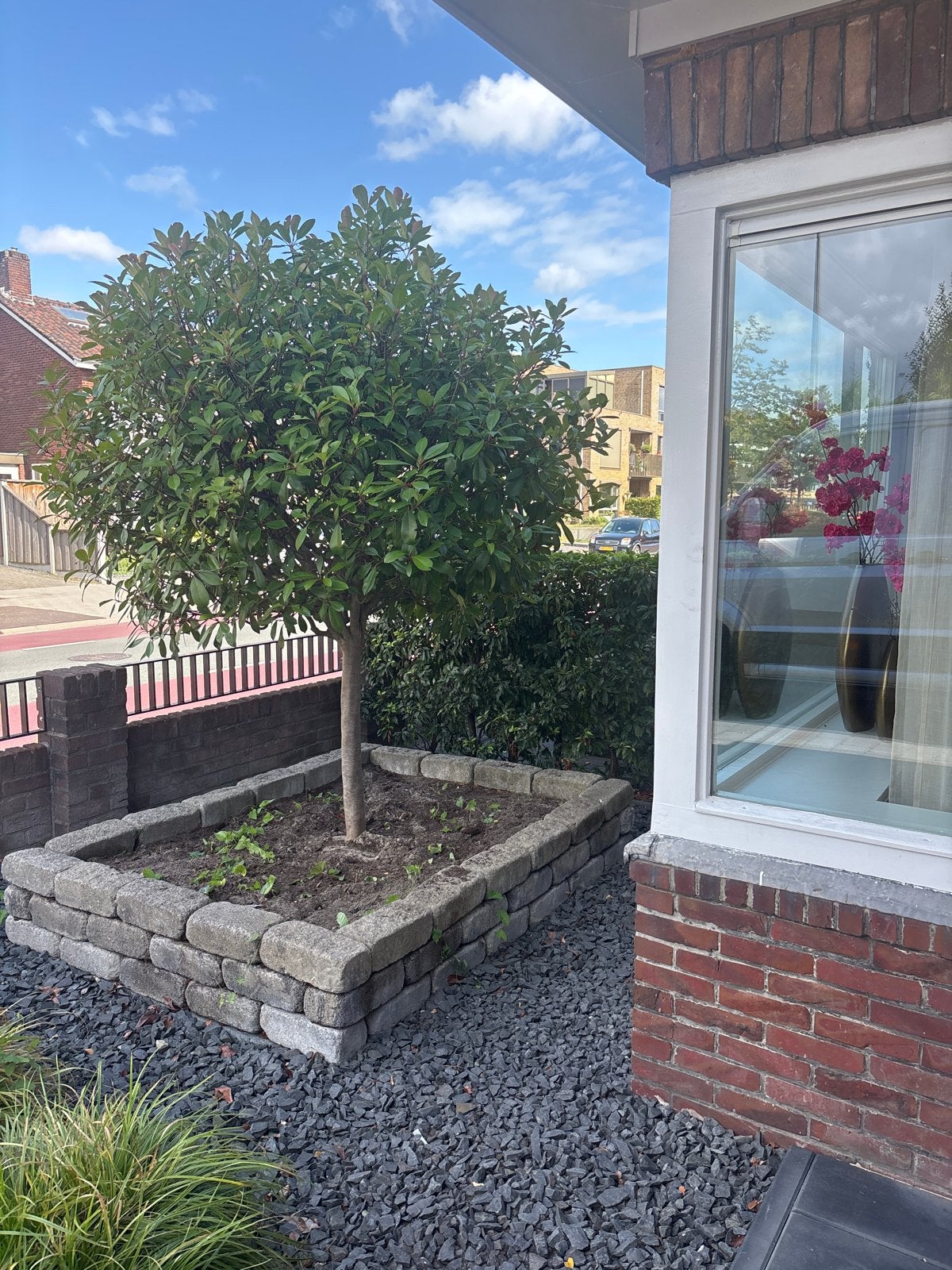 Glansmispel bolvormig 'Red Robin' - zelf uitgraven, Tuin en Terras, Planten | Bomen, Lente, 100 tot 250 cm, Ophalen, Volle zon