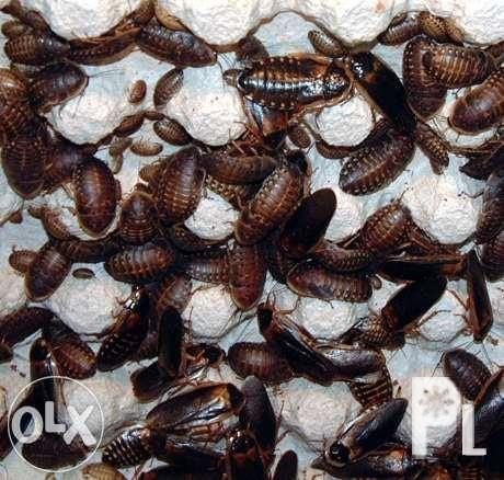 1 kg gemengde DUBIAS, alle maten, Dieren en Toebehoren, Overige soorten, Tam, 0 tot 2 jaar