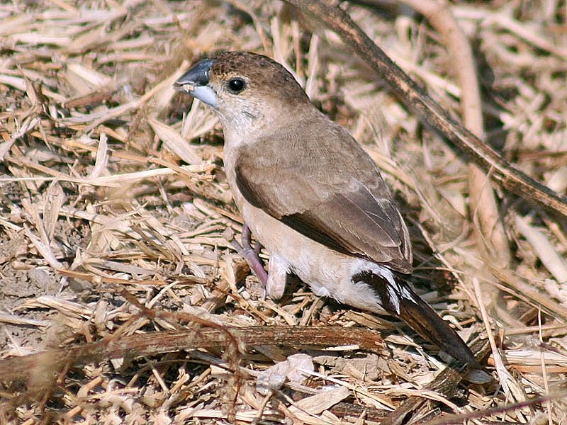 loodbekjes lonchura malabarica, Dieren en Toebehoren, Meerdere dieren, Tropenvogel, Geringd