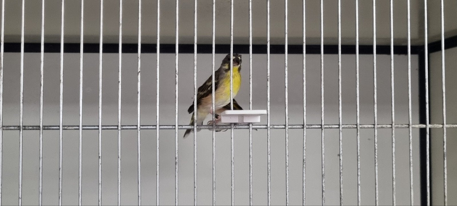 Citroenborst Edelzanger, Meerdere dieren, Tropenvogel, Geringd