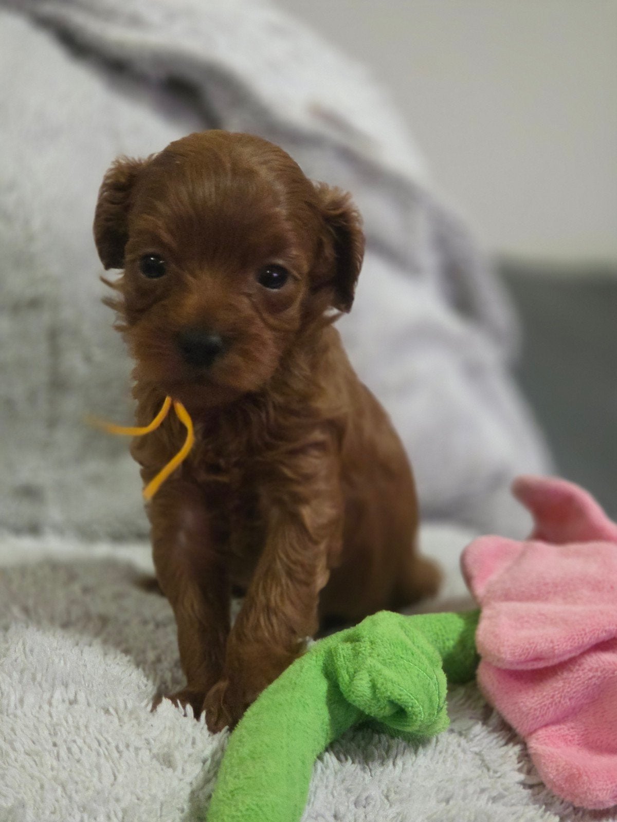 maltipoo pups, Dieren en Toebehoren, Overige rassen, 8 tot 15 weken, Meerdere, Meerdere dieren