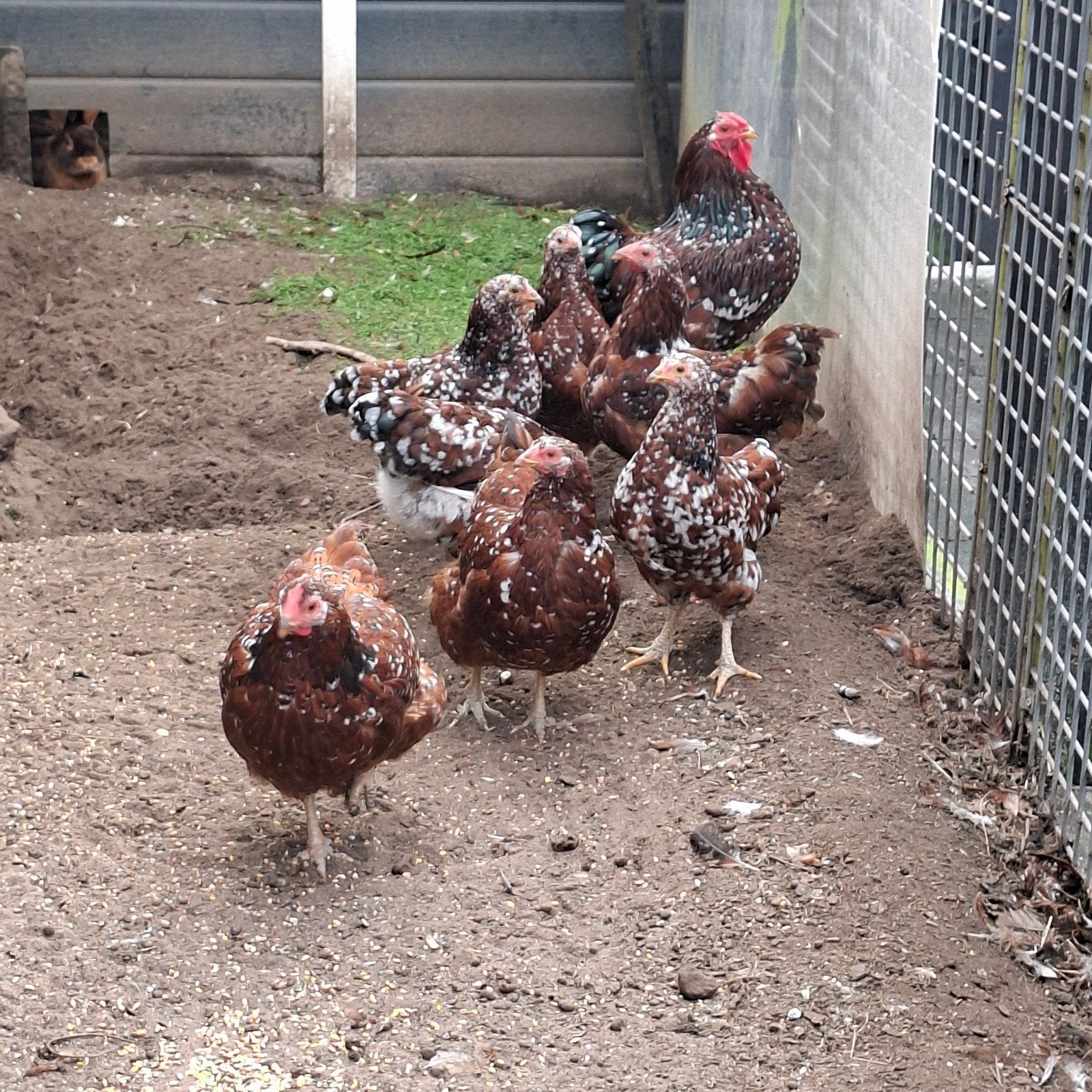 wyandotte kriel, Dieren en Toebehoren, Meerdere dieren, Kip