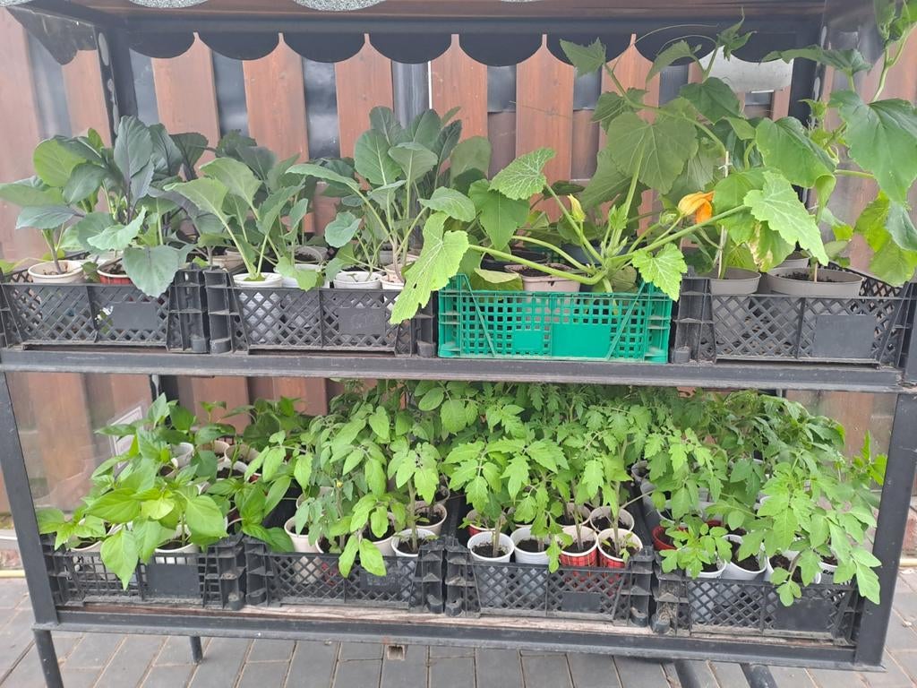 Groenteplanten, Ophalen, Groenteplanten