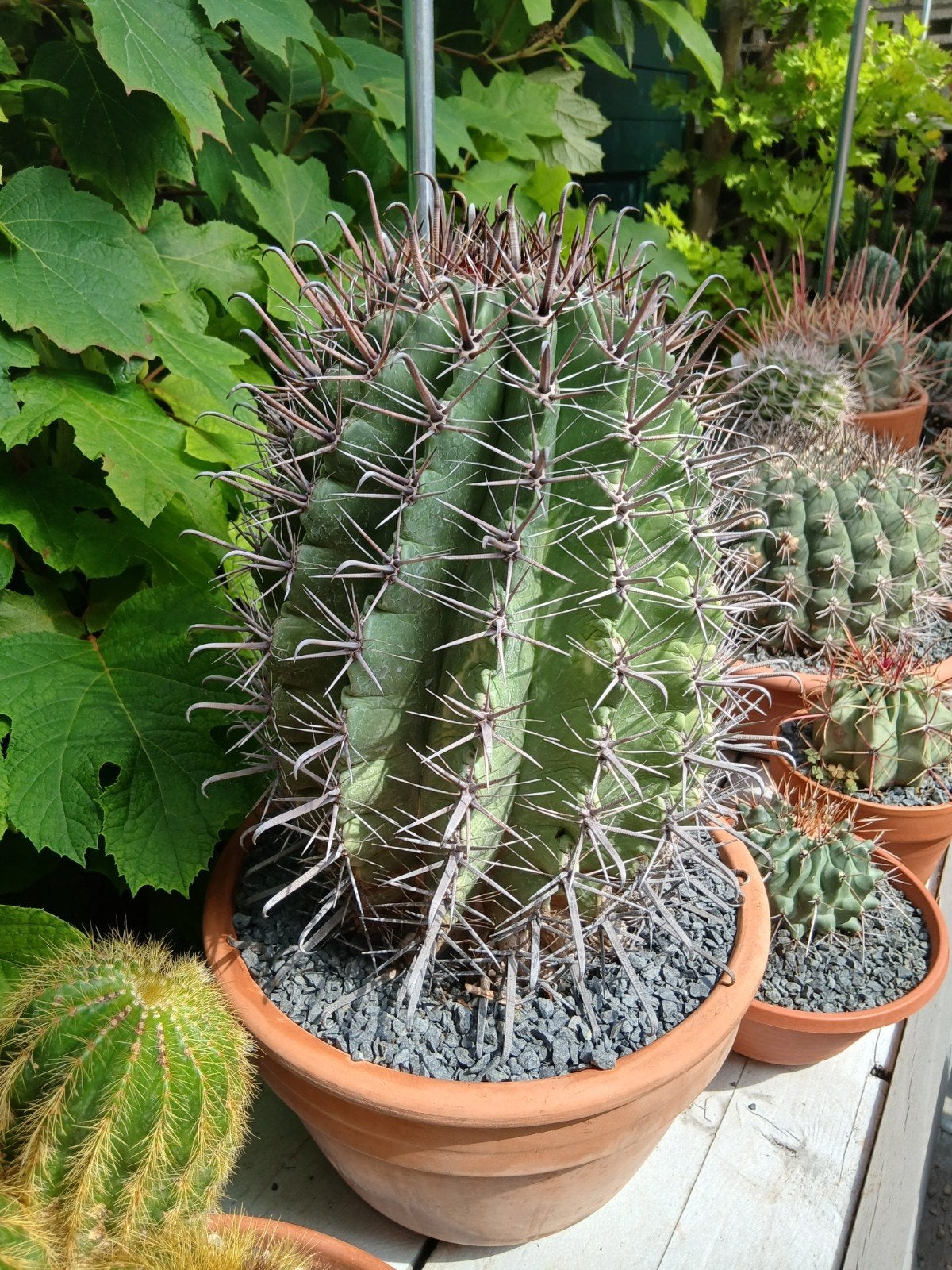 Ferocactus herrerae - 20 jaar oud, Ophalen, Bloeit niet, Overige soorten, Volle zon