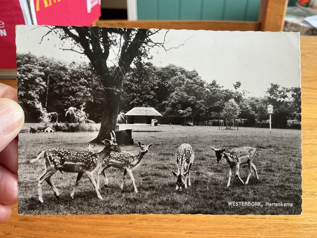 Hertenkamp Westerbork, Verzenden, 1960 tot 1980, Gelopen, Drenthe