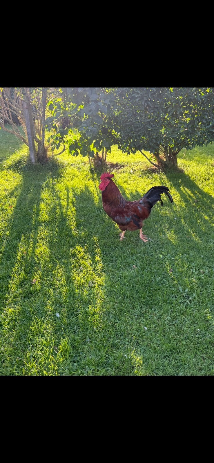 Mooie grote haan te koop, Mannelijk, Kip