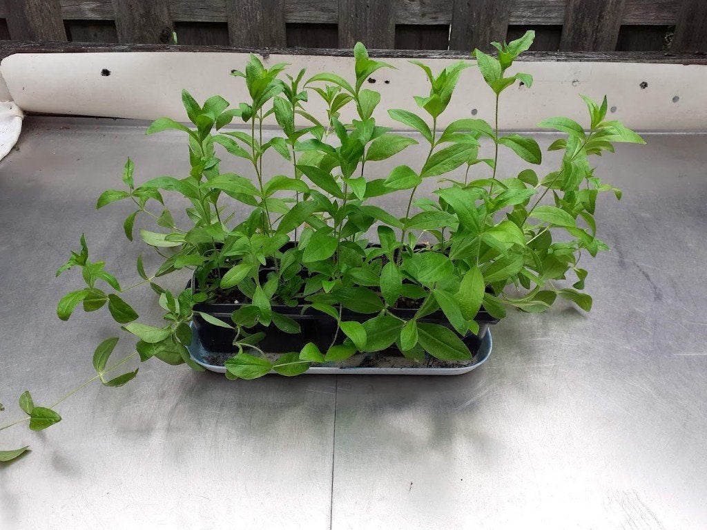 Tray, o.a. zonnehoed, verbena, lavendel, Ophalen, Vaste plant, Overige soorten, Volle zon