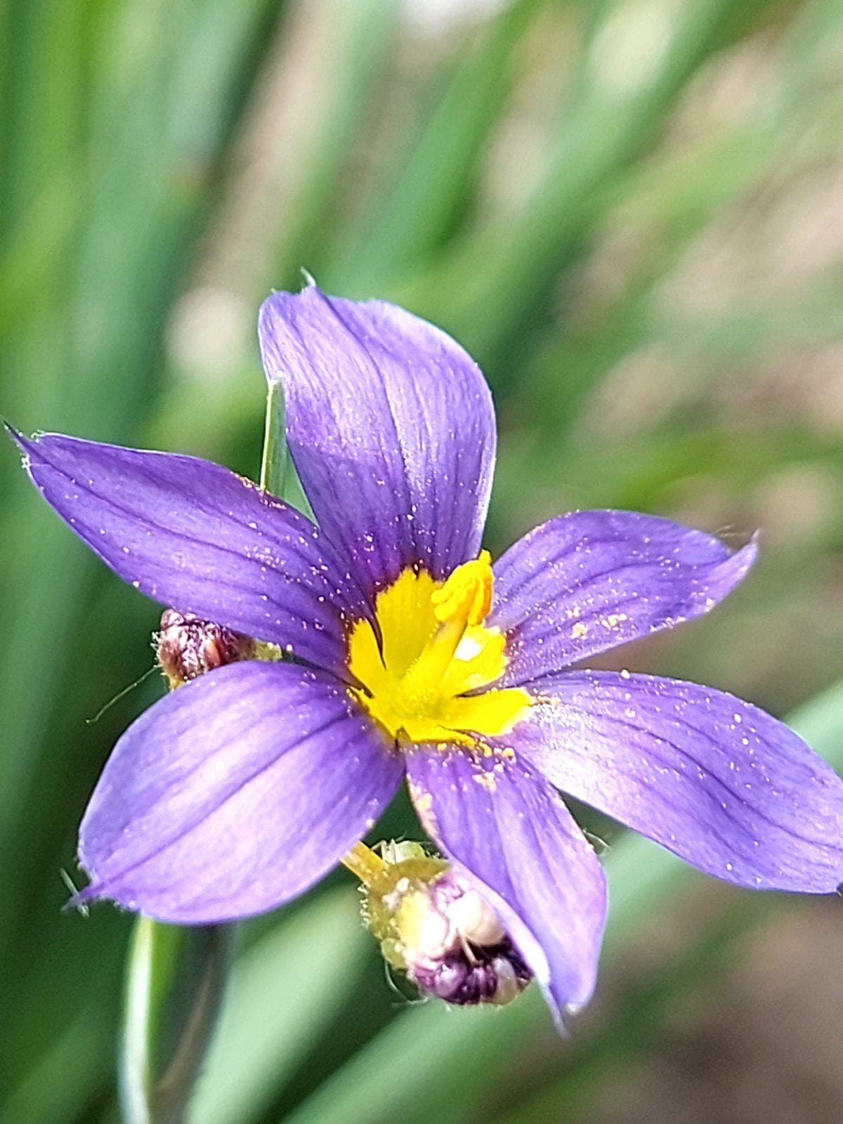 Bieslelie Sisyrinchium angustifolium
Zaaien: april-juli of s, Ophalen of Verzenden, Volle zon