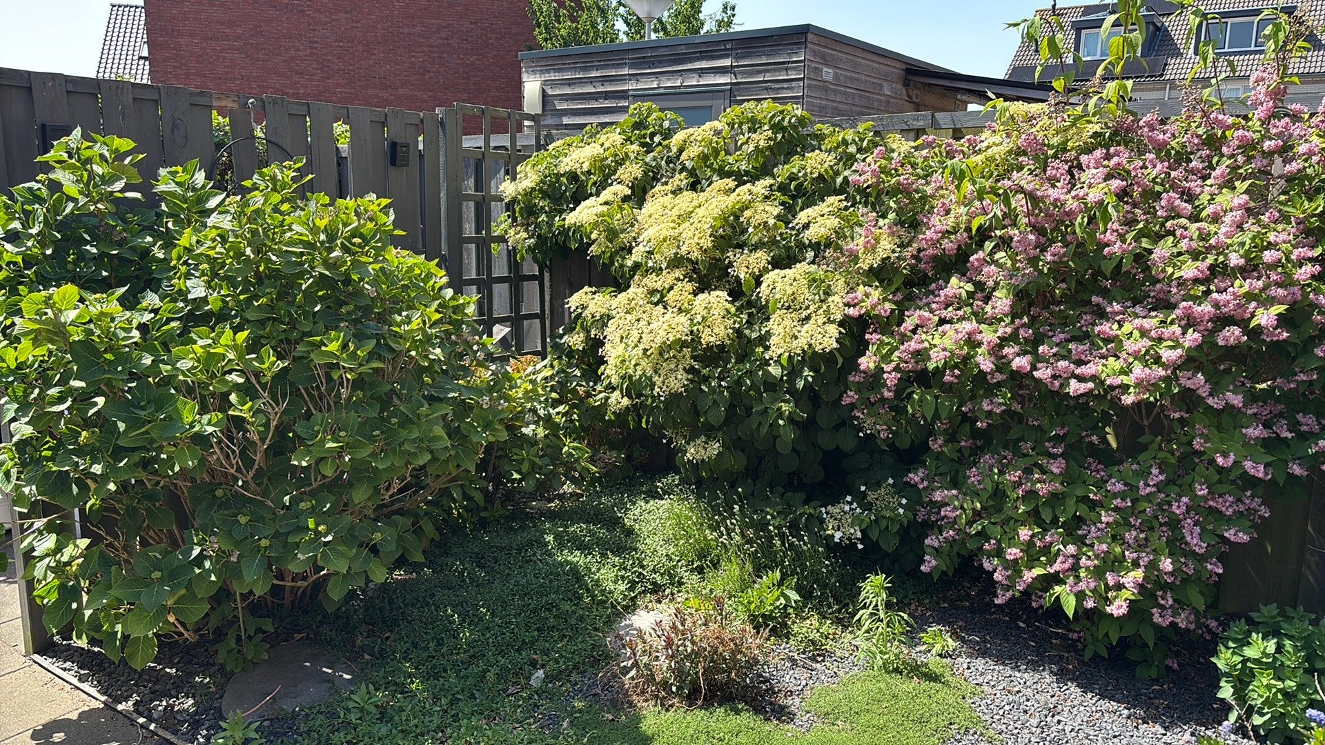 Gratis Planten, Tuin en Terras, Planten | Struiken en Hagen, Ophalen, Overige soorten, 100 tot 250 cm
