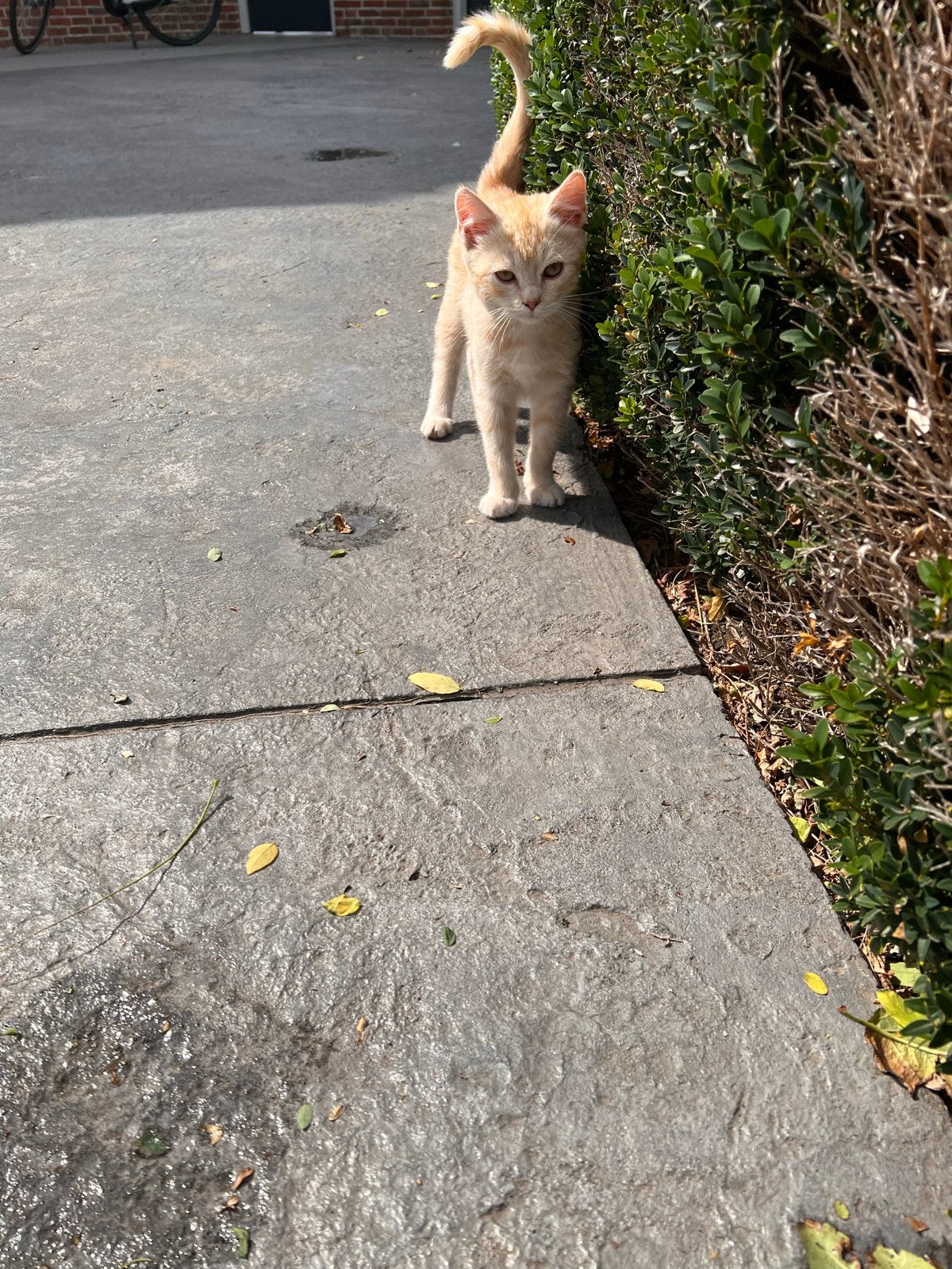 Kitten katertje ca 12 weken, Dieren en Toebehoren, Kater, Kortharig, 0 tot 2 jaar