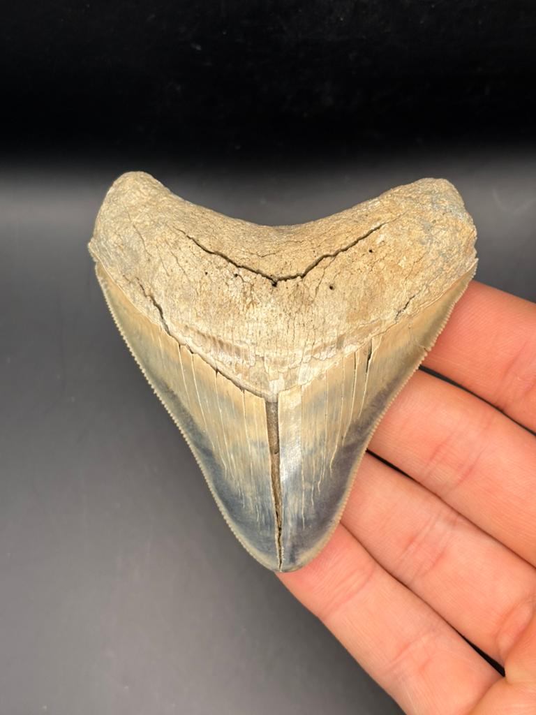 Megalodon haaientand Bone Valley, Ophalen of Verzenden, Fossiel