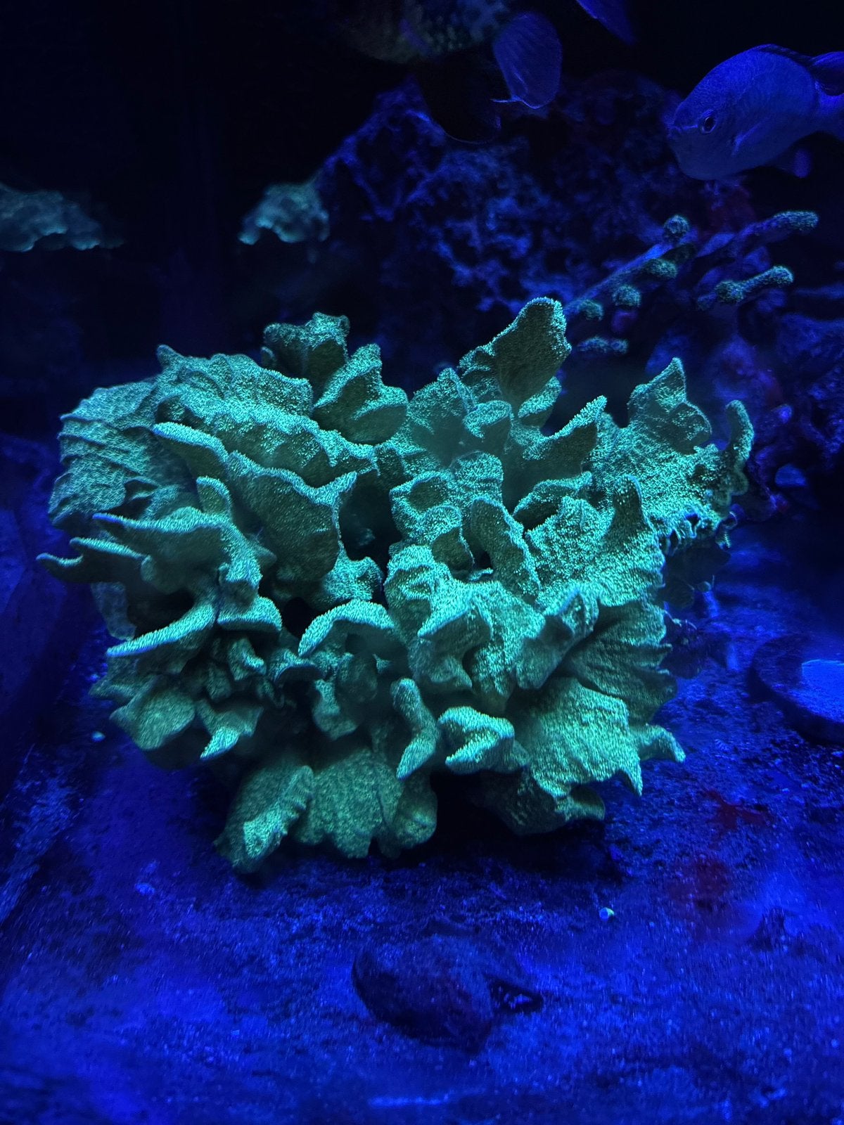 Pavona cactus koraal zeeaquarium, Overige typen