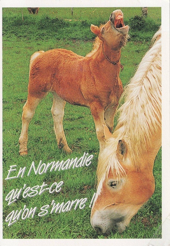 Paard met veulen in Normandie 206, Verzenden, 1980 tot heden, Gelopen, Paard