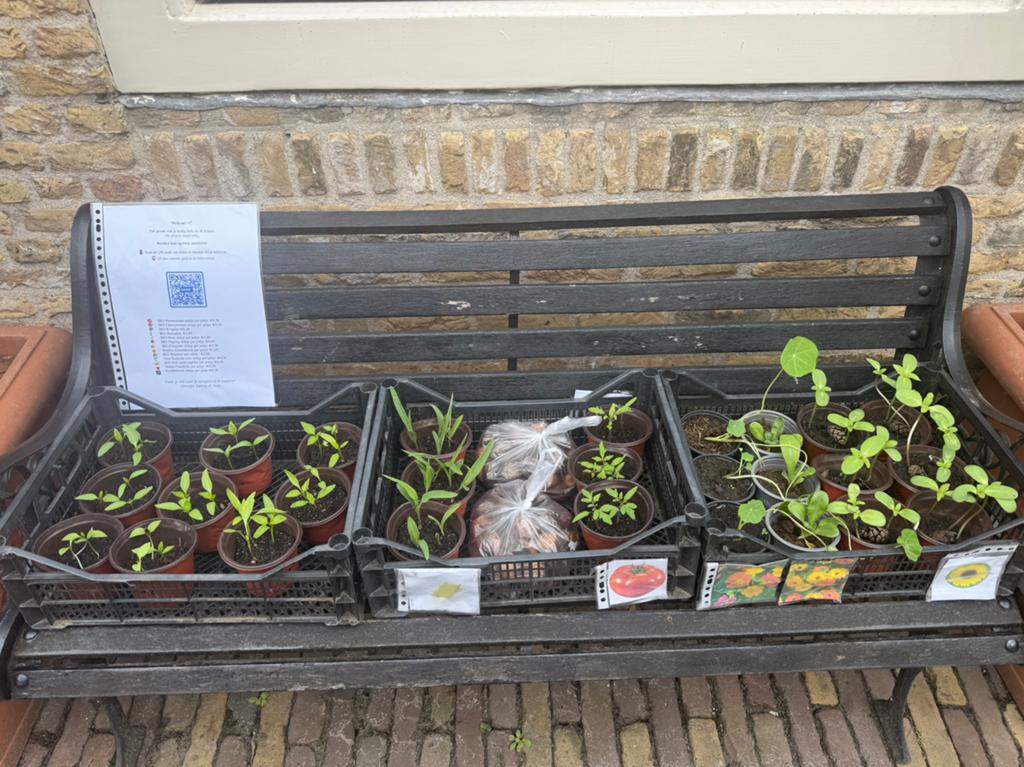 Stekjes te koop tomaat, pompoen, zonnebloem, paprika etc., Tuin en Terras, Planten | Tuinplanten, Ophalen