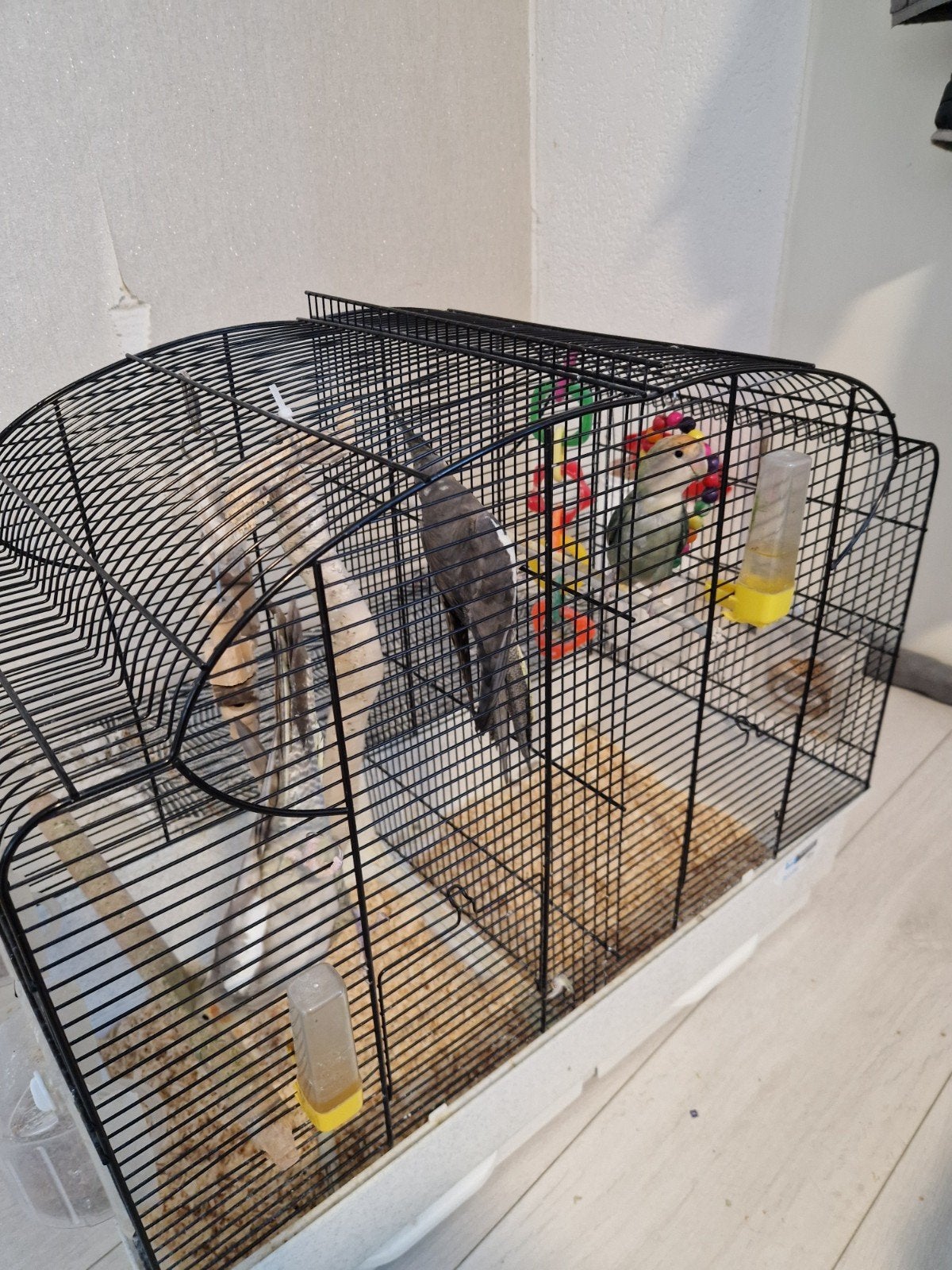 2 Valkparkiet  en 1 Perzikkopagapornis, Mannelijk, Parkiet