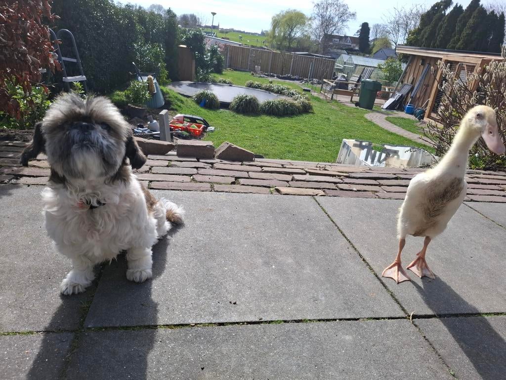 Opvang voor uw hond., Particuliere oppas