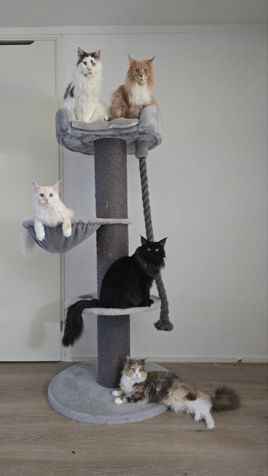 Katten oppas (aan huis / in huis) HENGELO (OV) en omstreken