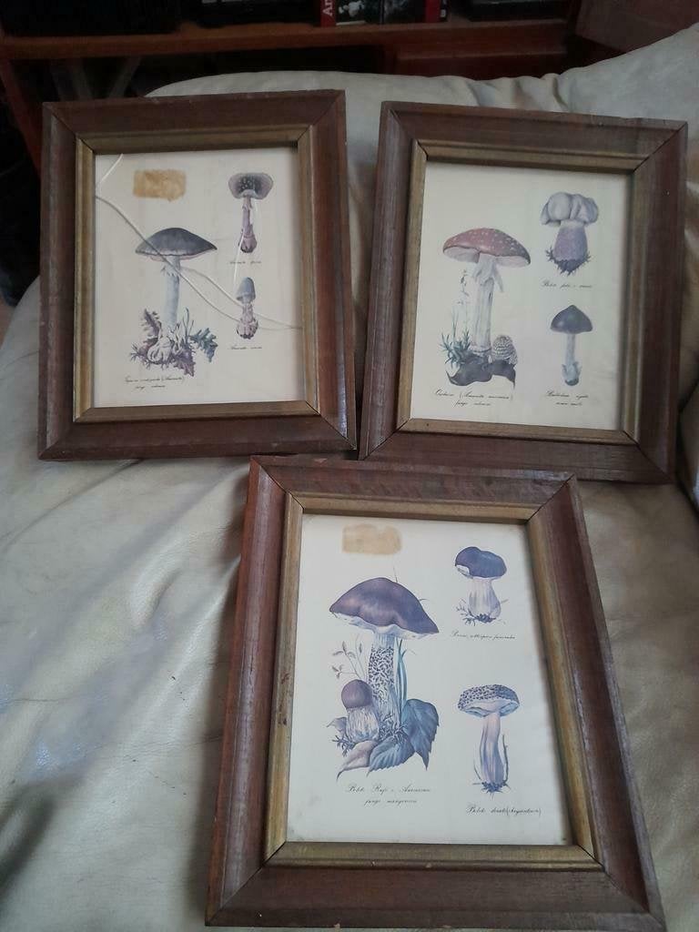 3 oude Paddenstoelen schilderijtjes, Ophalen