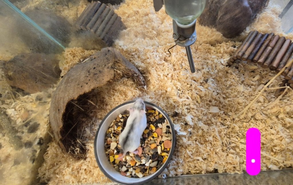Cricetulus griseus Chinese Dwerg Hamster, Dieren en Toebehoren, Augustus, Vrouwelijk, Hamster