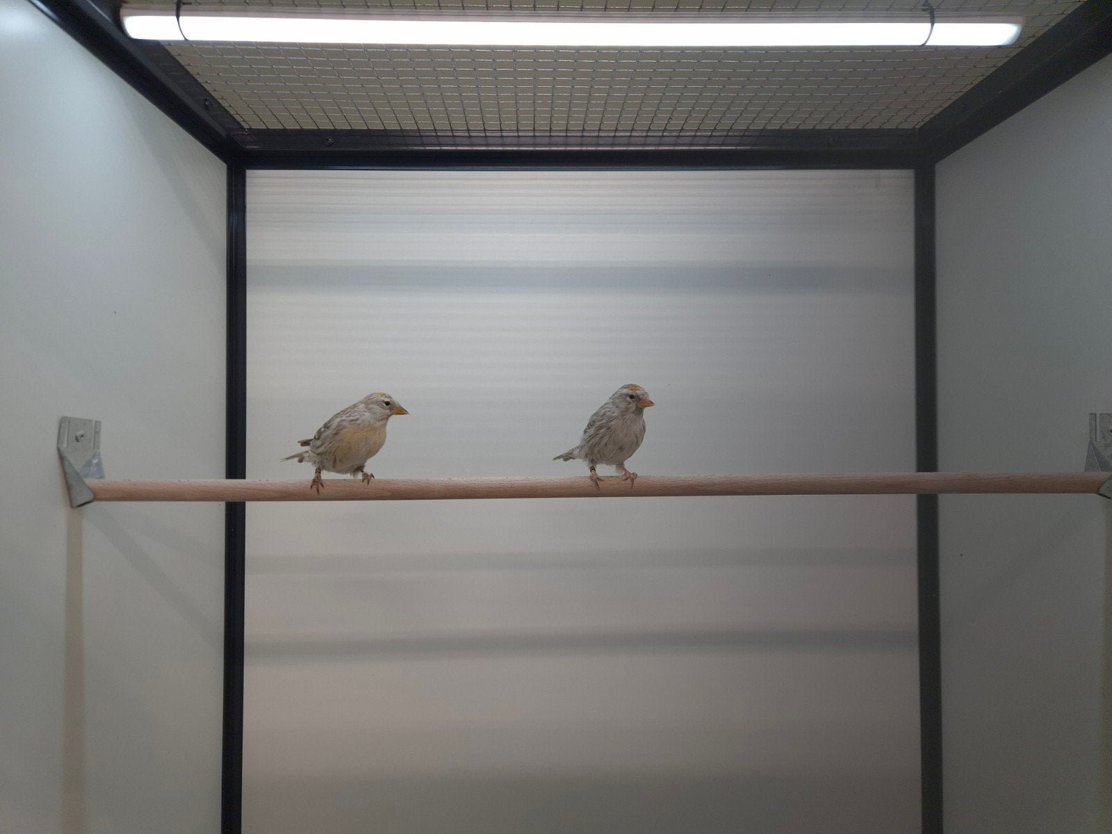 1-1 Noorse barmsijsen agaat, Meerdere dieren, Wildzangvogel, Geringd
