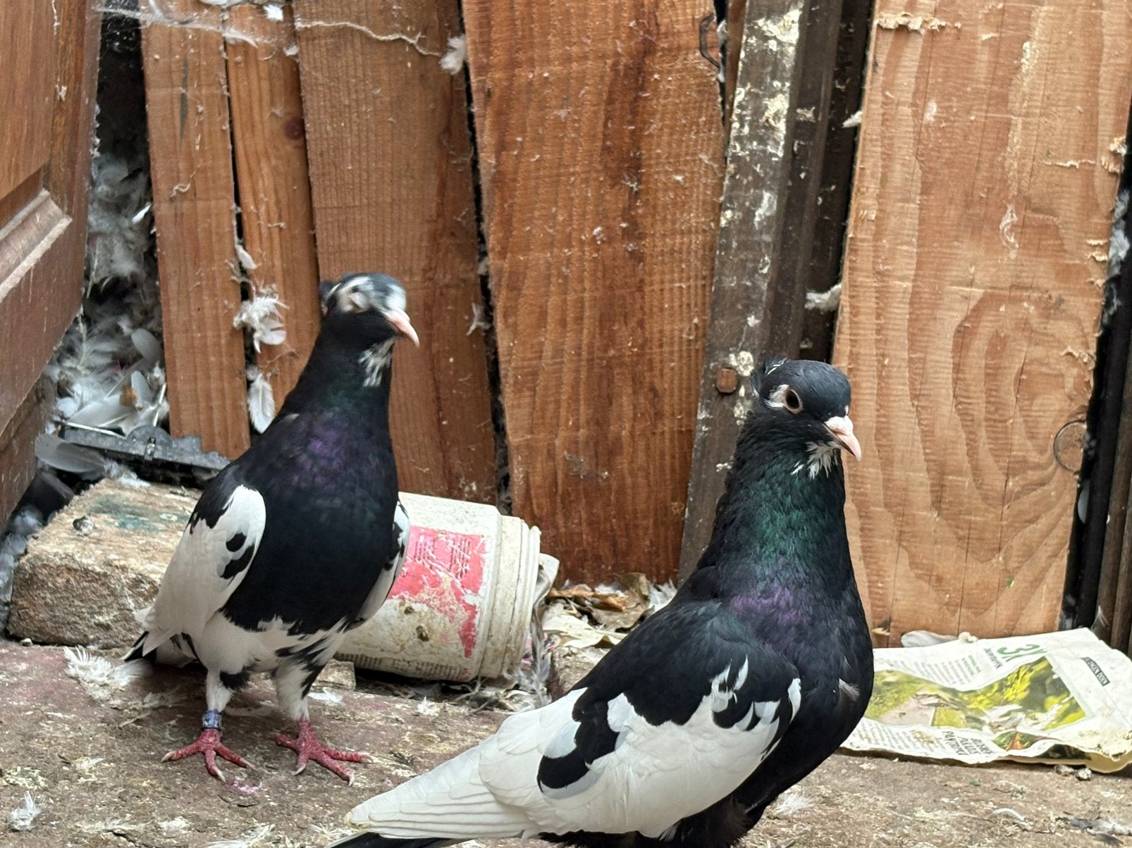 Iranse hoogvlieger, Meerdere dieren