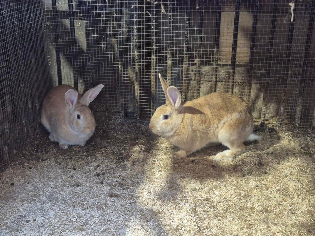 2 jonge  rammen., Mannelijk, Groot, 0 tot 2 jaar