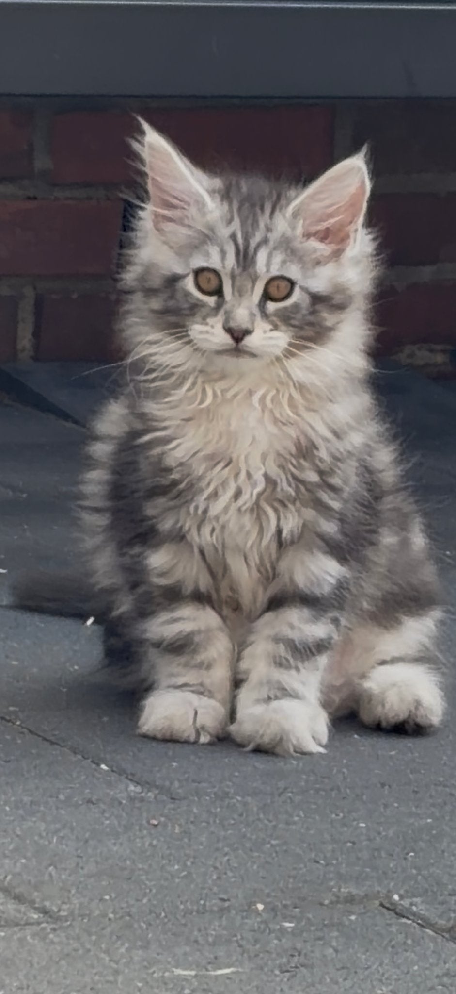Prachtige main coon kittens beschikbaar, Meerdere dieren