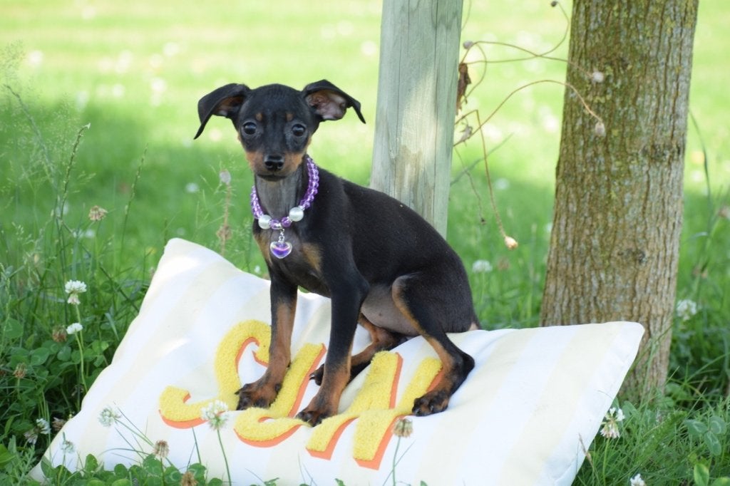 Pincher pups mooi klein blijvend, 15 weken tot 1 jaar, Buitenland, Parvo, Meerdere