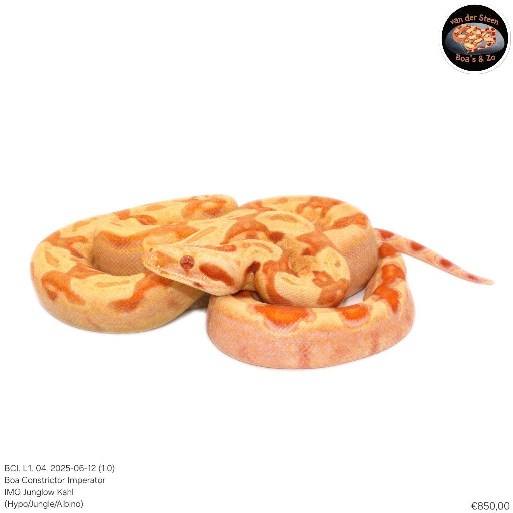 Boa Constrictor Imperator Litter 01 2025 Boa Constrictor photo 2