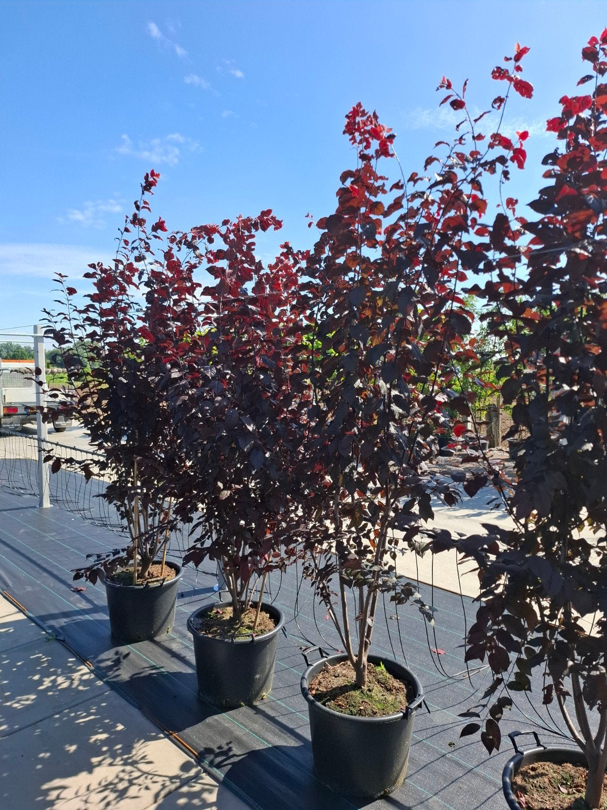 meerstammige sierpruim prunus cerasifera nigra kerspruim, Overige soorten, Lente, Ophalen, Volle zon