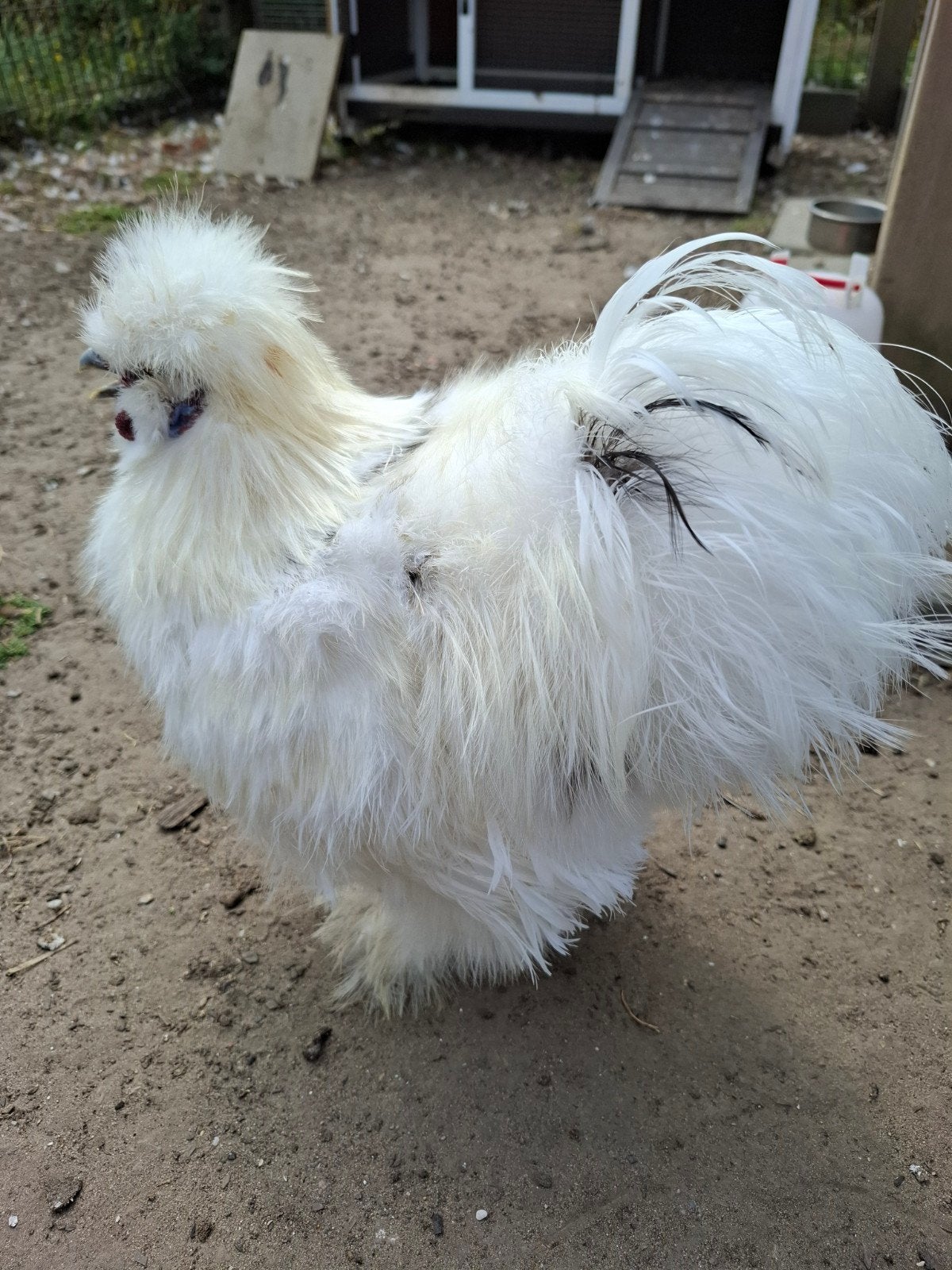 2 zijdehoen hanen (USA) gratis, Dieren en Toebehoren, Pluimvee, Mannelijk, Kip