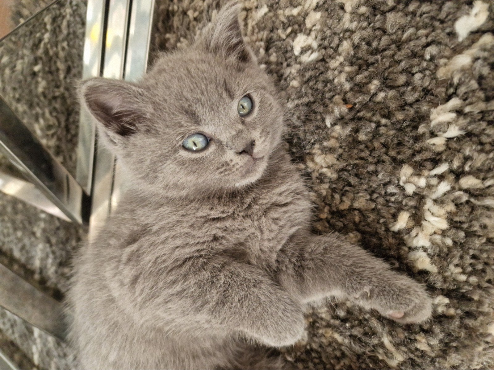 Britse korthaar kittens, Dieren en Toebehoren, Meerdere dieren, Ontwormd