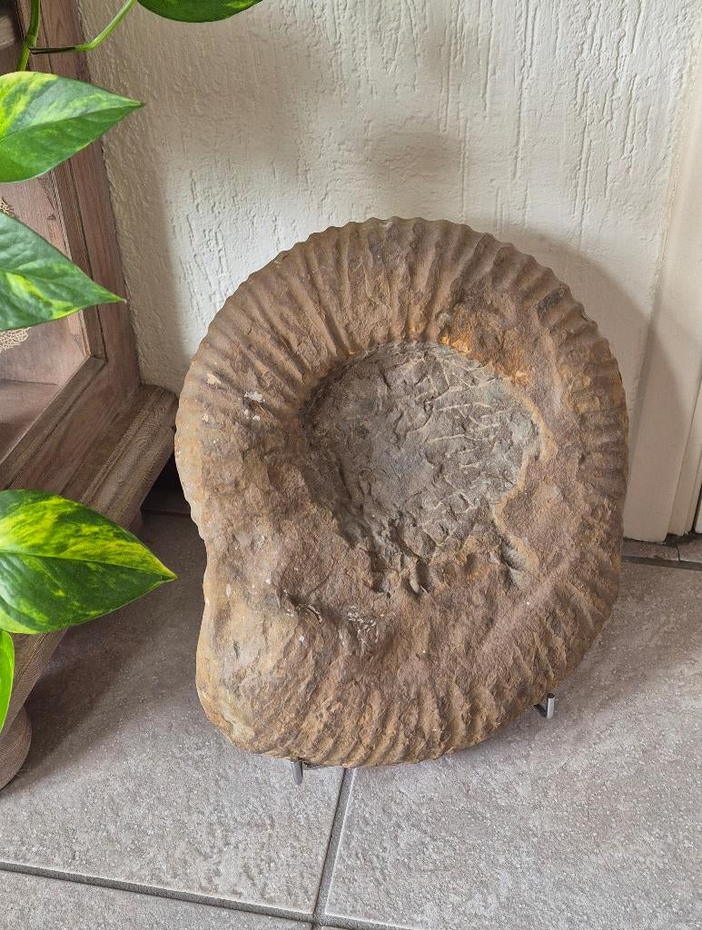 Grote XL Ammoniet (met Bryozoa) uit Engeland, Verzamelen, Mineralen en Fossielen, Ophalen of Verzenden, Fossiel