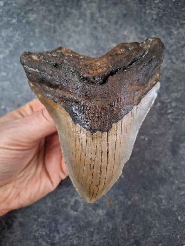 MEGALODON TAND USA	245	gr	13x10.2x2.4cm, Ophalen of Verzenden, Fossiel