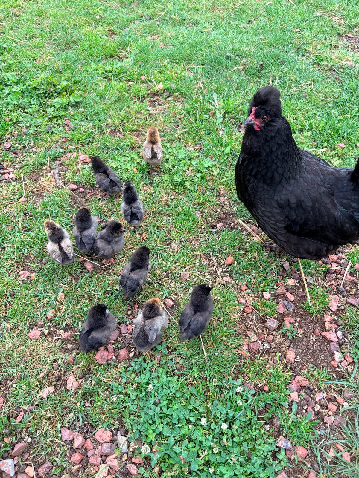 Moederkip met 10 kuikens, Meerdere dieren, Kip