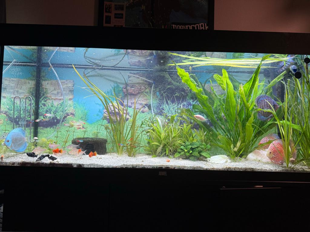 Juwel rio 240, Dieren en Toebehoren, Vissen | Aquaria en Toebehoren, Ophalen, Zo goed als nieuw, Juwel, Inclusief deksel
