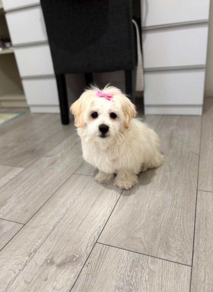 Maltipoo f1, Dieren en Toebehoren, HCC (leverziekte), Overige rassen, 8 tot 15 weken, Teef