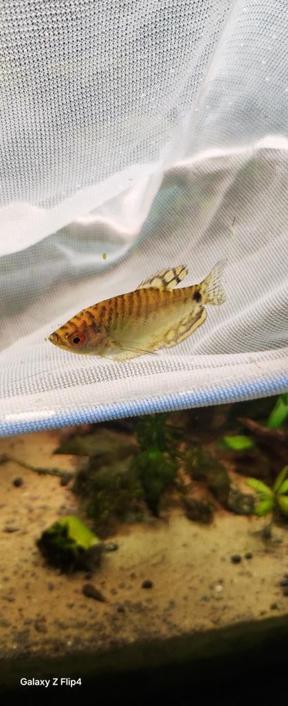 Te koop, Dieren en Toebehoren, Vissen | Aquariumvissen, Vis