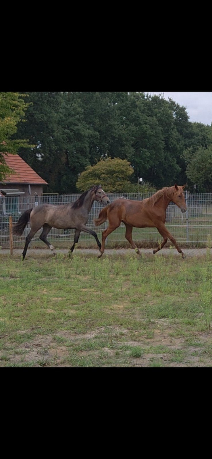 2 jaarlingen merries te koop, Dieren en Toebehoren, Merrie, Met stamboom, Niet van toepassing, Dressuurpaard