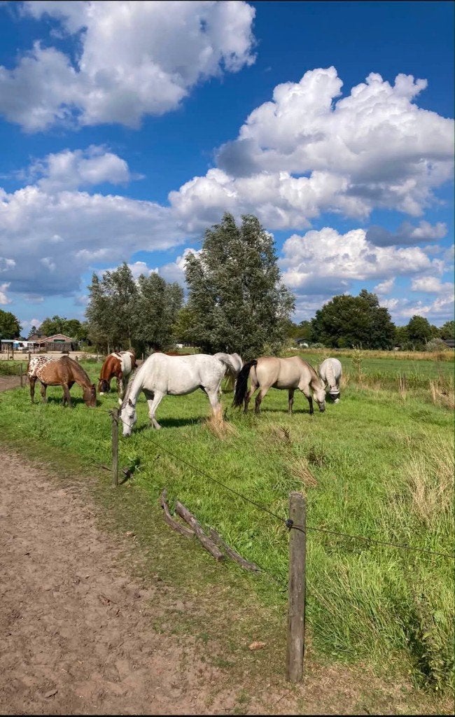 Paddock Paradise Maartensdijk, Weidegang, 1 paard of pony