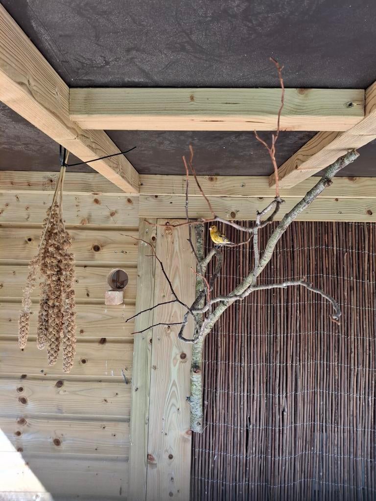 Bastaard putter, Dieren en Toebehoren, Geslacht onbekend, Wildzangvogel