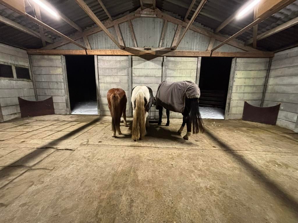 Pensionstal. box vrij voor een shet en pony/paard, Stalling, 2 of 3 paarden of pony's