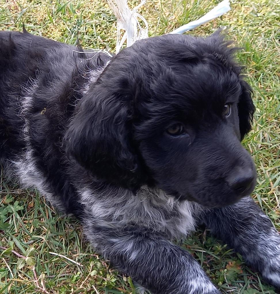 Friese stabij puppy (reutje) te koop, Overige rassen, Meerdere, Meerdere dieren, Nederland