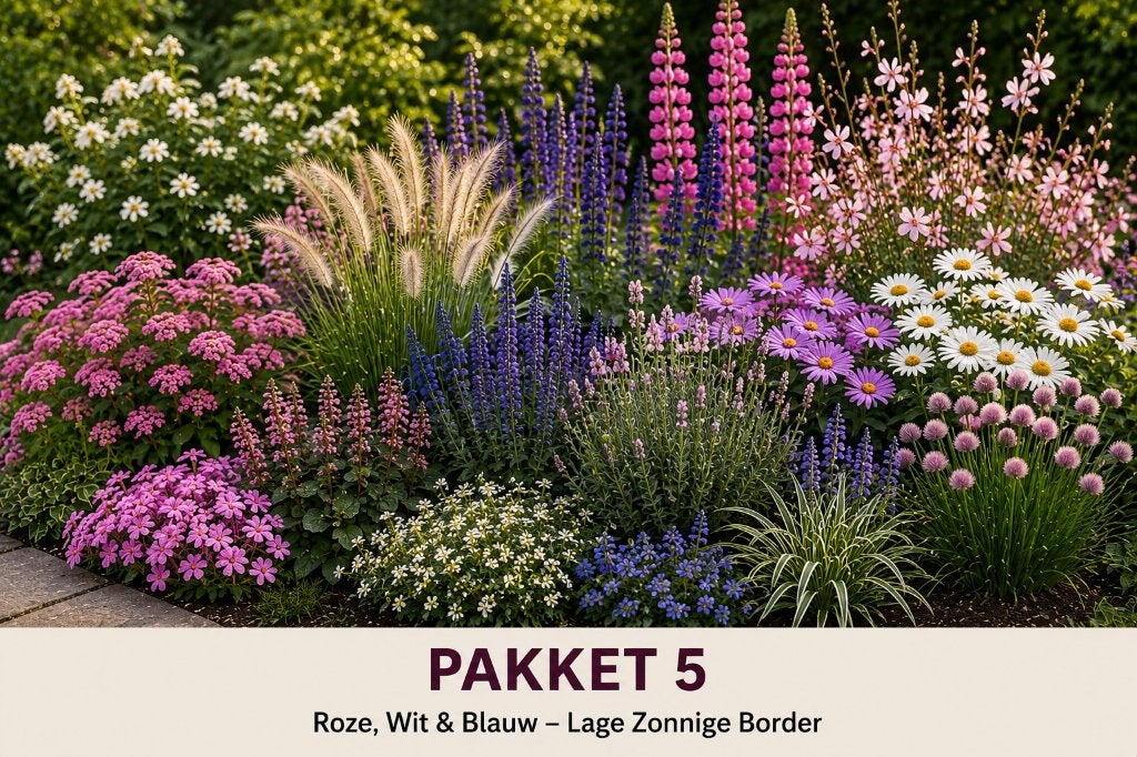 Complete plantenpakketten – 100 planten per pakket, Ophalen of Verzenden, Vaste plant, Overige soorten, Volle zon