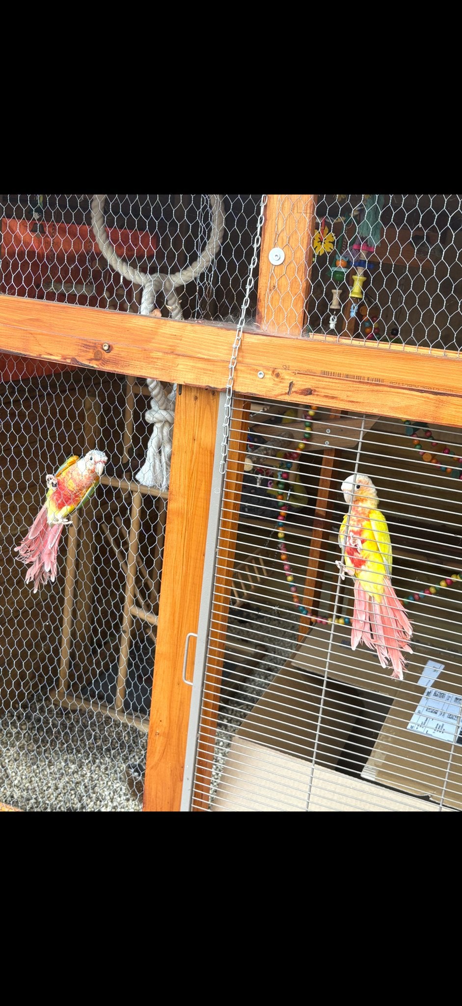 2 Pineapple Conures + grote kooi en complete uitrusting, Ophalen, Gebruikt, Metaal, Vogelkooi