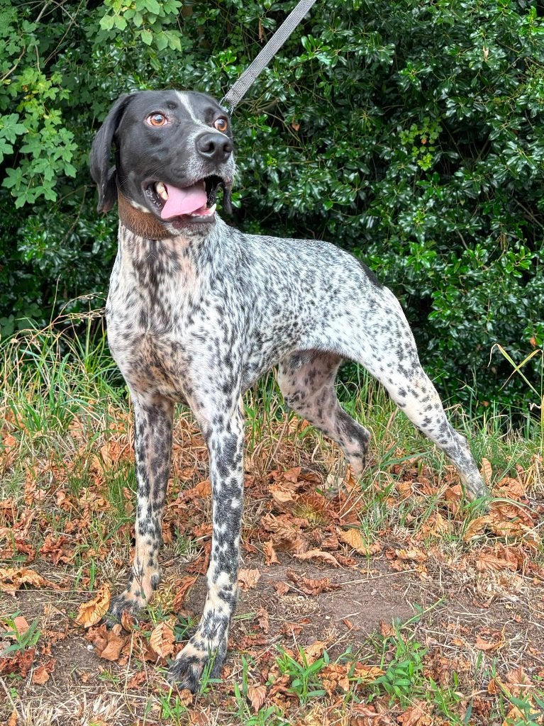 Super lieve jonge pointer 10 maanden, Dieren en Toebehoren, Honden | Niet-rashonden, 15 weken tot 1 jaar, Reu, Parvo, Eén hond