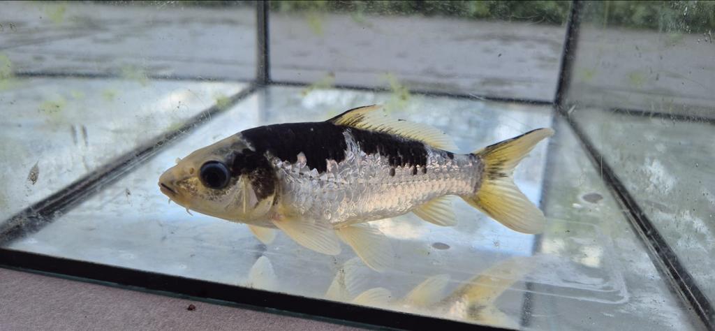 Koi karper twee stuks, Dieren en Toebehoren, Vis
