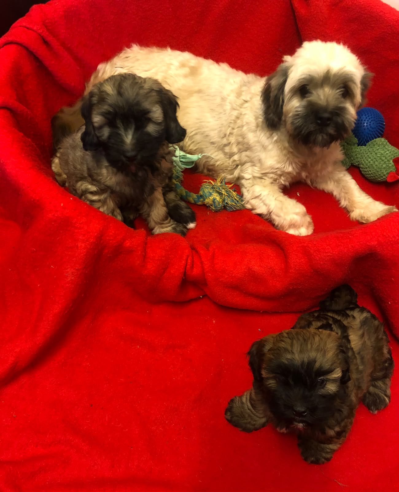 Super leuke boomer pups, 8 tot 15 weken, CDV (hondenziekte), Meerdere, Meerdere dieren