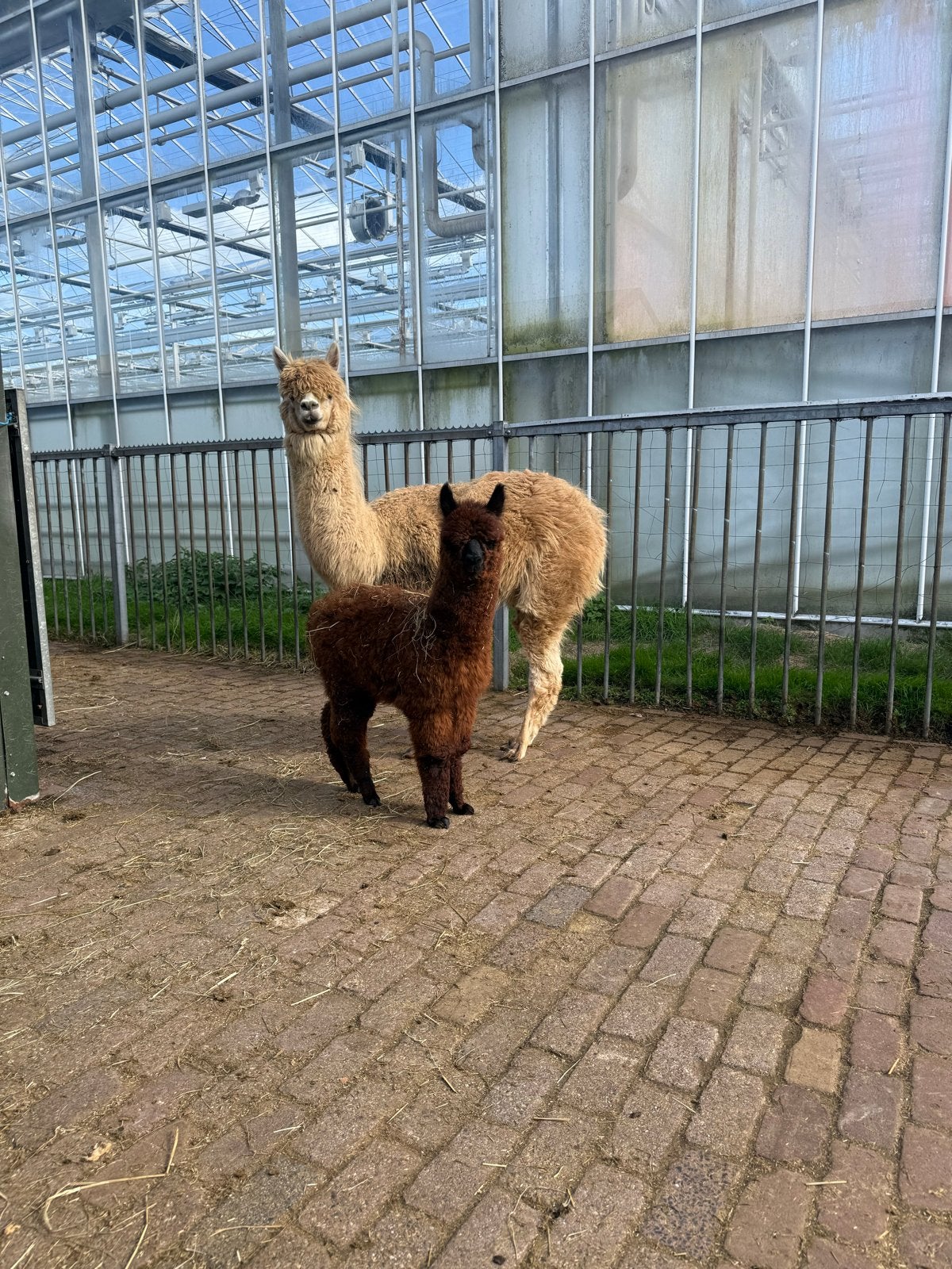 Mooie alpaca merrie met merrie veulen, April, Vrouwelijk
